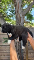 Cream, a female Huskydoodle for sale in Los Angeles, CA – 5 of 10