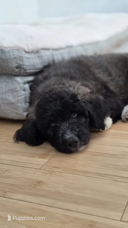 Cream – Siberian Husky, Huskydoodle puppy for sale in Los Angeles, CA