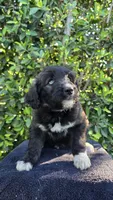 Cream, a female Huskydoodle for sale in Los Angeles, CA – 2 of 10