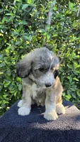 Yellow, a female Huskydoodle for sale in Los Angeles, CA – 2 of 10