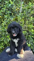 Green, a male Huskydoodle for sale in Los Angeles, CA – 2 of 10