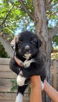 Cream, a female Huskydoodle for sale in Los Angeles, CA – 7 of 10