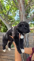 Green, a male Huskydoodle for sale in Los Angeles, CA – 6 of 10
