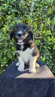 Red, a male Siberian Husky and Huskydoodle for sale in Los Angeles, CA – 2 of 6