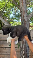 Red, a male Huskydoodle for sale in Los Angeles, CA – 5 of 10