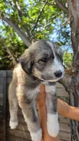 Yellow, a female Huskydoodle for sale in Los Angeles, CA – 7 of 10