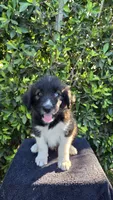 Red, a male Huskydoodle for sale in Los Angeles, CA – 8 of 10