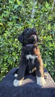 Purple, a female Huskydoodle for sale in Los Angeles, CA – 2 of 10