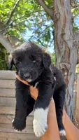 Pink, a female Huskydoodle for sale in Los Angeles, CA – 4 of 10