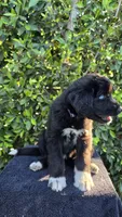 Purple, a female Huskydoodle for sale in Los Angeles, CA – 4 of 10