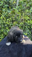 Cream, a female Huskydoodle for sale in Los Angeles, CA – 3 of 10