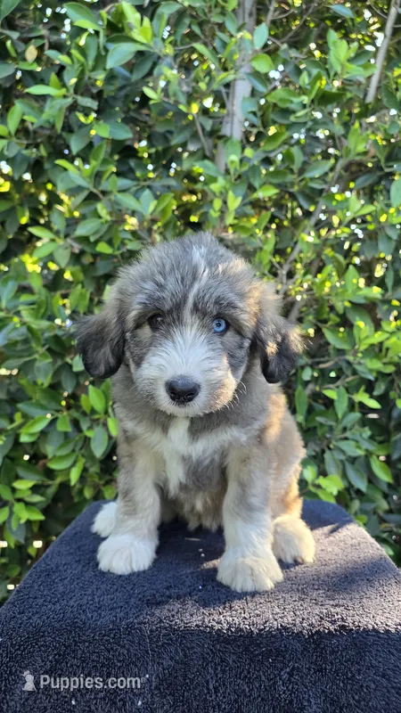 Yellow – Huskydoodle puppy for sale in Los Angeles, CA