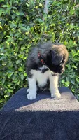 Red, a male Siberian Husky and Huskydoodle for sale in Los Angeles, CA – 3 of 6