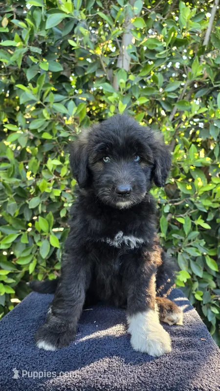 Pink – Huskydoodle puppy for sale in Los Angeles, CA