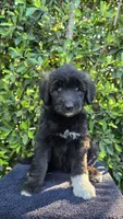 Pink, a female Huskydoodle for sale in Los Angeles, CA – 1 of 10