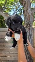 Purple, a female Huskydoodle for sale in Los Angeles, CA – 5 of 10