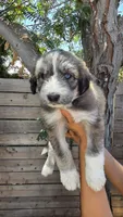 Yellow, a female Huskydoodle for sale in Los Angeles, CA – 6 of 10