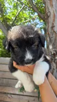 Red, a male Huskydoodle for sale in Los Angeles, CA – 3 of 10