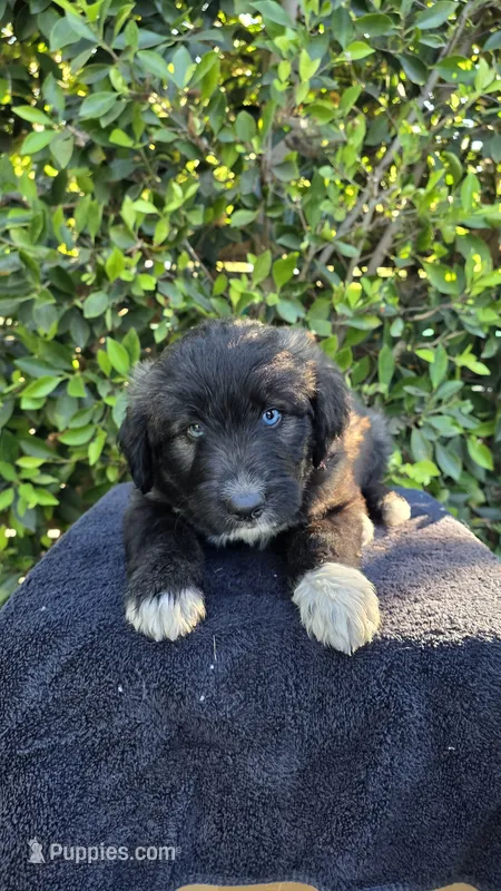 Cream – Huskydoodle puppy for sale in Los Angeles, CA