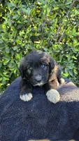 Cream, a female Huskydoodle for sale in Los Angeles, CA – 1 of 10