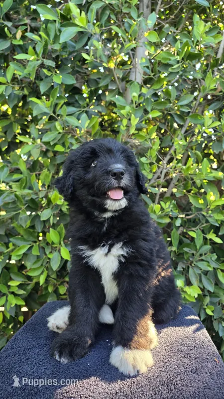 Green – Huskydoodle puppy for sale in Los Angeles, CA