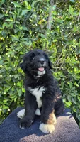 Green, a male Huskydoodle for sale in Los Angeles, CA – 1 of 10