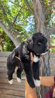 Green, a male Huskydoodle for sale in Los Angeles, CA – 8 of 10