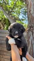 Cream, a female Huskydoodle for sale in Los Angeles, CA – 8 of 10