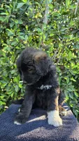Pink, a female Huskydoodle for sale in Los Angeles, CA – 2 of 10