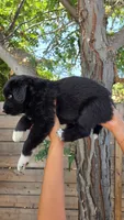 Purple, a female Huskydoodle for sale in Los Angeles, CA – 8 of 10