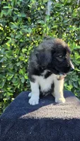 Red, a male Huskydoodle for sale in Los Angeles, CA – 9 of 10