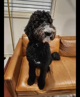 Cream, a female Huskydoodle for sale in Los Angeles, CA – 10 of 10