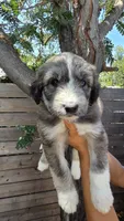 Yellow, a female Huskydoodle for sale in Los Angeles, CA – 5 of 10