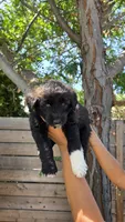 Pink, a female Huskydoodle for sale in Los Angeles, CA – 6 of 10