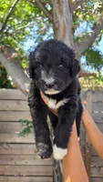 Green, a male Huskydoodle for sale in Los Angeles, CA – 4 of 10