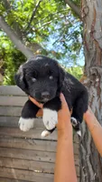 Purple, a female Huskydoodle for sale in Los Angeles, CA – 7 of 10