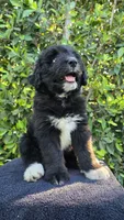 Green, a male Huskydoodle for sale in Los Angeles, CA – 3 of 10