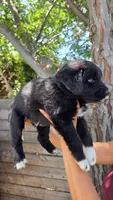 Purple, a female Huskydoodle for sale in Los Angeles, CA – 6 of 10