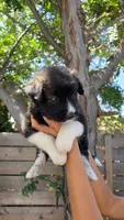 Red, a male Siberian Husky and Huskydoodle for sale in Los Angeles, CA – 6 of 6