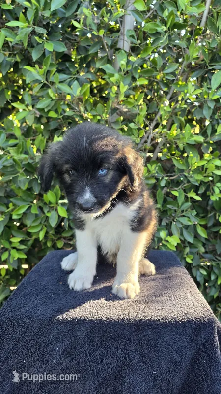 Red – Siberian Husky, Huskydoodle puppy for sale in Los Angeles, CA