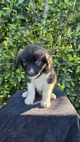 Red, a male Siberian Husky and Huskydoodle for sale in Los Angeles, CA – 1 of 6