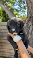 Cream, a female Huskydoodle for sale in Los Angeles, CA – 4 of 10