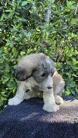 Yellow, a female Huskydoodle for sale in Los Angeles, CA – 10 of 10