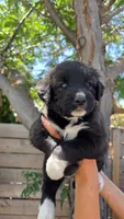 Cream, a female Huskydoodle for sale in Los Angeles, CA – 6 of 10