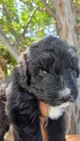 Green, a male Huskydoodle for sale in Los Angeles, CA – 5 of 10