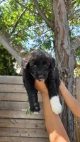 Pink, a female Huskydoodle for sale in Los Angeles, CA – 7 of 10