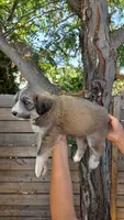 Yellow, a female Huskydoodle for sale in Los Angeles, CA – 4 of 10