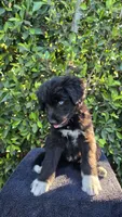 Purple, a female Huskydoodle for sale in Los Angeles, CA – 3 of 10
