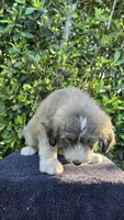 Yellow, a female Huskydoodle for sale in Los Angeles, CA – 3 of 10