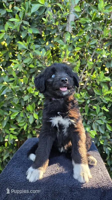 Purple – Huskydoodle puppy for sale in Los Angeles, CA
